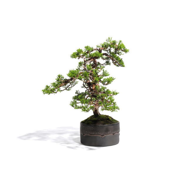 真柏　-Japanese Juniper-　（推定樹齢30年）-M0020- 詳細画像